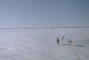 Heading west across Kamassekutik toward Kaushetinati in the distance. Photo courtesy Georg Henriksen.