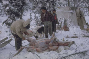 Sam Napeo skinning a caribou in 3 minutes, Ben Rich (hands in pocket), and Tshipaish (Nishapet) Napeo, at Kashapuauatitshit. Photo courtesy Georg Henriksen.
