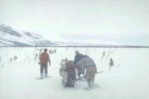 Mishti-Shuapi. Photo courtesy Georg Henriksen.