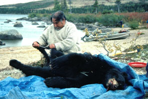 Kaniuekutat skinning a bear at Ushpuakaniss. Photo courtesy Prote Poker.