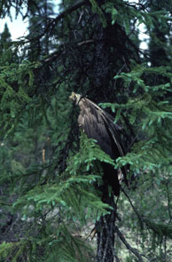 Goose wings hung in a tree out of respect for the animal masters. Innu camp at Atshiku-nipi. Photo courtesy Moira McCaffrey.